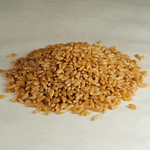 Durum Wheat