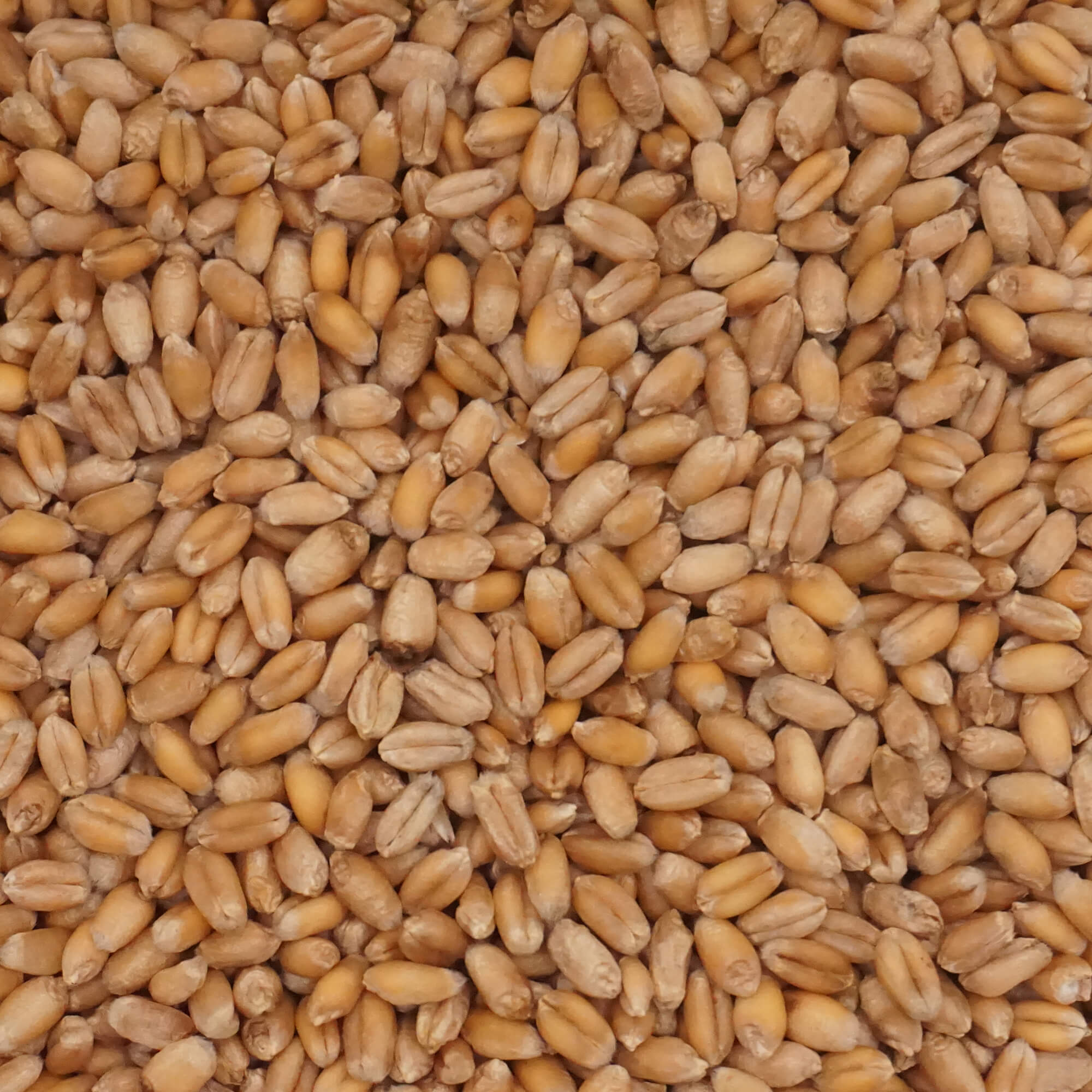 Soft Red Wheat